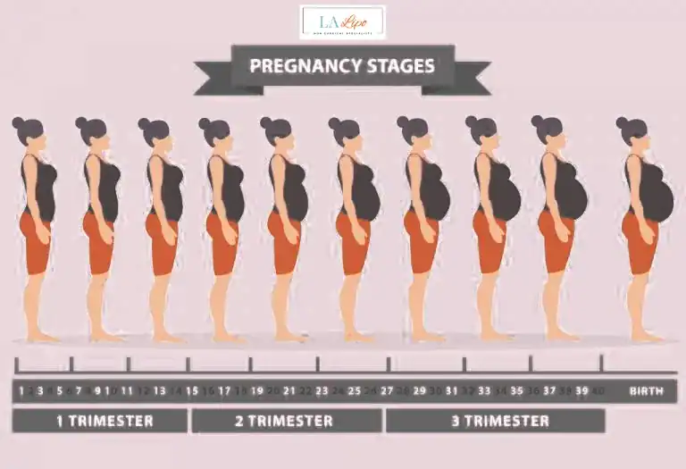 First Trimester (Weeks 1–12): Early Changes You Might Not Notice Whitley Sands